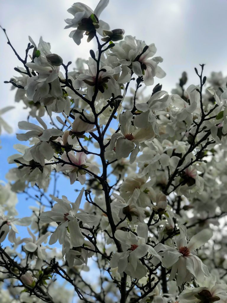 Photo: Blooming tree in Gma's yard