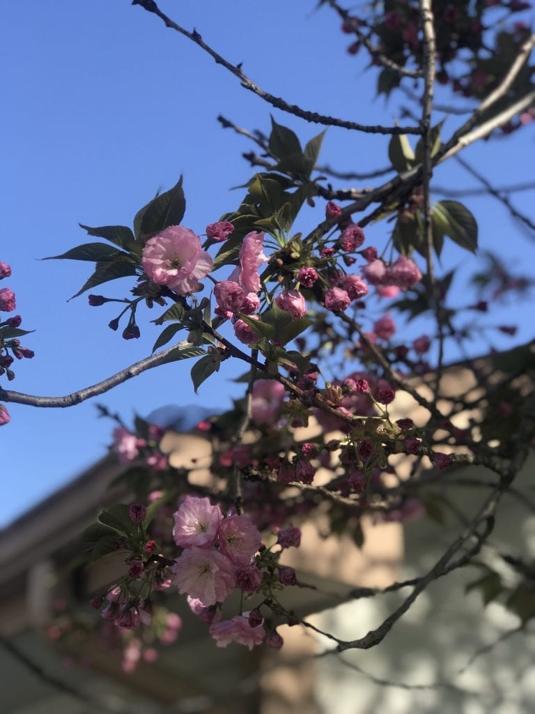 Photo: Blooming tree in Gma's yard