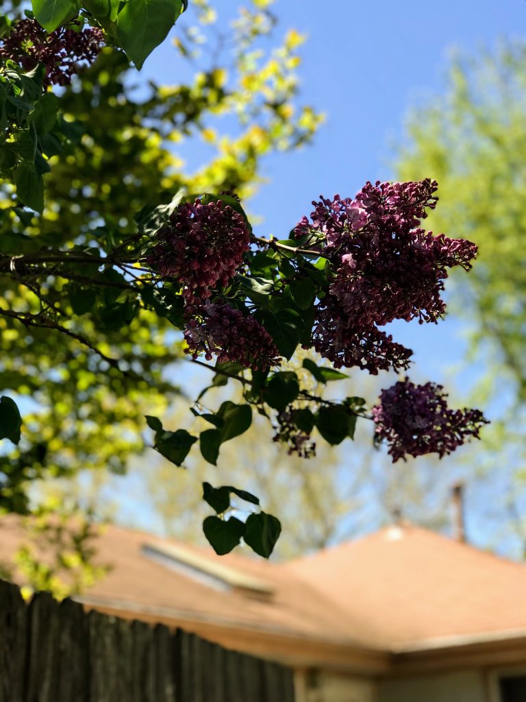 Photo Blooming tree in Gma's back yard